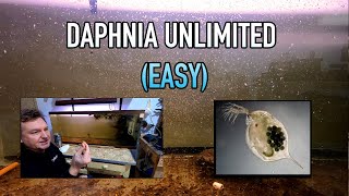 How I Raise Daphnia Water Fleas And You Can Too [upl. by Nikolia]