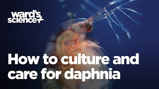 Caring and Culturing for Daphnia [upl. by Fante89]