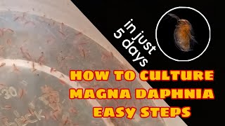 How to Culture Magna Daphnia Easily [upl. by Airtened]