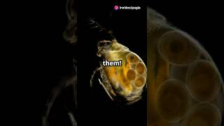 How to culture Daphnia for your Aquarium [upl. by Ronald123]