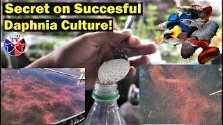 How to Culture Daphnia Successfully [upl. by Irod795]