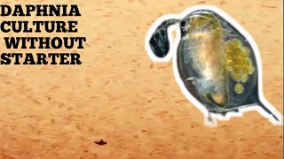 HOW TO CULTURE DAPHNIA NATURALLY WITHOUT A STARTER [upl. by Mohorva]