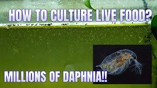 How to Culture Daphnia Secret Method to Breed MILLIONS  Simply Aquatic [upl. by Levin352]