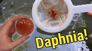 How I Culture Daphnia In Outdoor Tubs [upl. by Lavona]