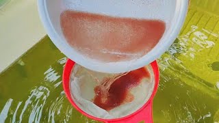 How to culture daphnia  Daphnia culture  How to grow daphnia outdoor [upl. by Napra176]