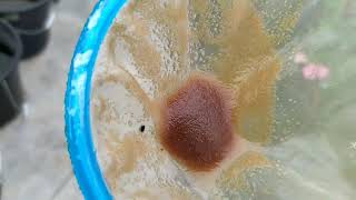 How to culture daphnia moina in a small container Part 1 English Subtitle [upl. by Gaylene]