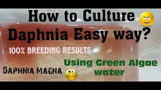 Daphnia MagnaHow to Culture Daphnia Easy wayCulturing Daphnia using Green water Daphnia [upl. by Baniaz]