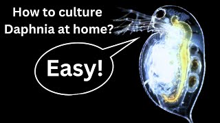 BEST Live Fish Food Beginner guide How to Culture Daphnia at home [upl. by Race891]