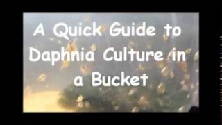 How to culture daphnia outside [upl. by Clim]