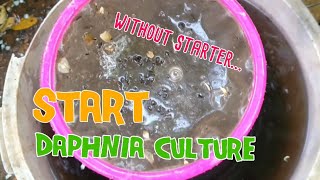 How to culture daphnia moina the easy way 1  Starting the Daphnia culture [upl. by Nic]