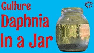 How to Culture Daphnia in a Jar [upl. by Rozelle]