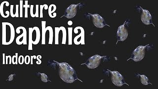 How to Culture Daphnia [upl. by Nomaj]