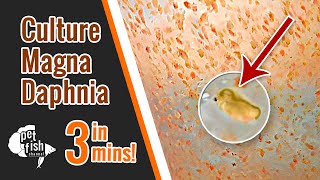 How to culture DAPHNIA MAGNA  The easy way [upl. by Isyak809]