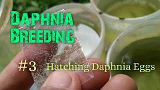 Daphnia Culture made simple and easy 3  Hatching Daphnia eggs [upl. by Eat727]