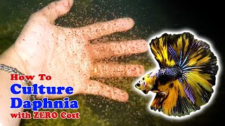 How to Culture Daphnia with ZERO Cost  Unlimited Live Food For Our Fish [upl. by Elurd]