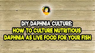 DIY Daphnia Culture How to Culture Nutritious Daphnia as Live Food for Your Fish [upl. by Nhojleahcim462]