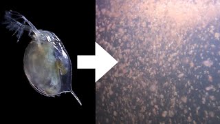 How I Culture Daphnia [upl. by Ennazor]