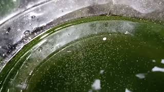 DAPHNIA MOINA CULTURE IN A SMALL BUCKET [upl. by Bear]