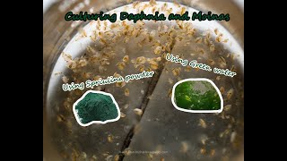 How To Culture Daphnia and Moinas using Green Water Spirulina powder [upl. by Mellicent435]