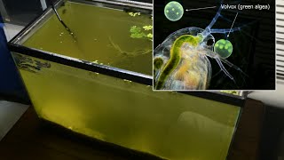 Raising Daphnia for the Freshwater Aquarium [upl. by Ahseiyn434]