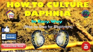 HOW TO CULTURE DAPHNIA In Easy Way [upl. by Weslee]